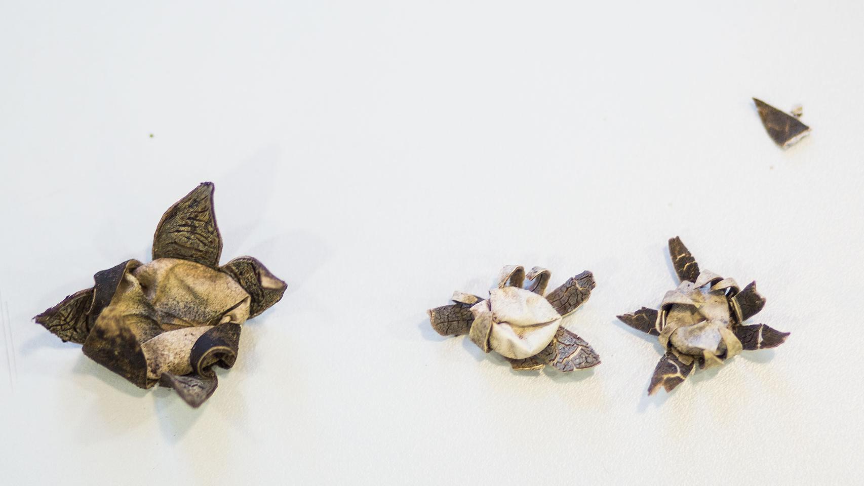 Dos especies diferentes de hongos, aunque similares en aspecto.