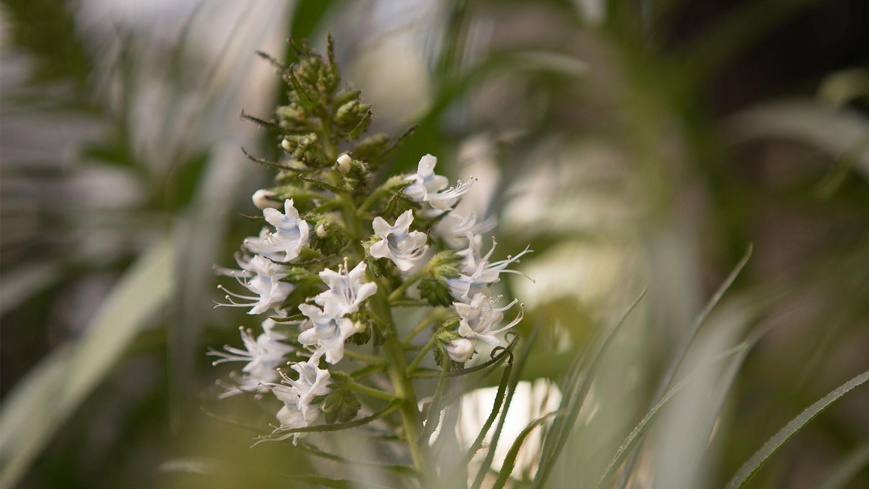 Imagen del Real Jardín Botánico de Madrid.
