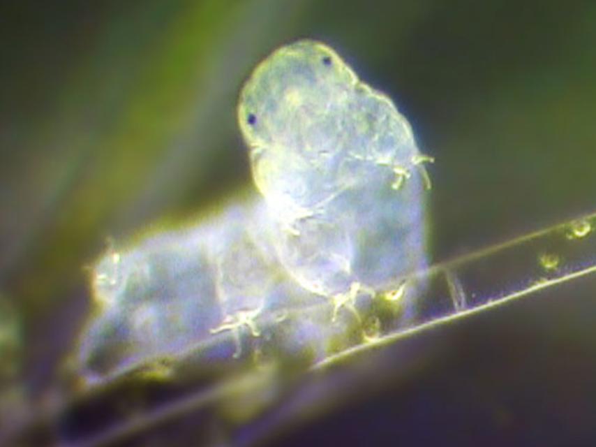 Revelan más secretos del indestructible tardígrado
