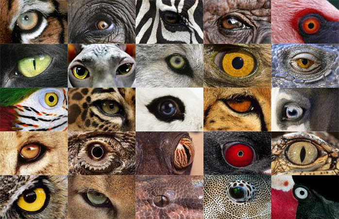 vision animales 1