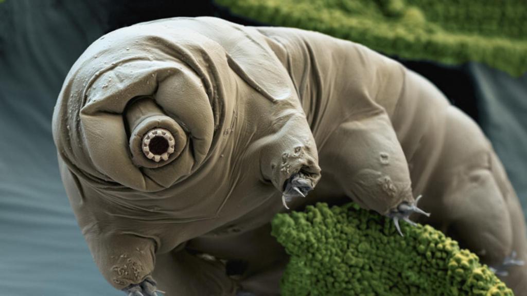 apareamiento de los tardígrados