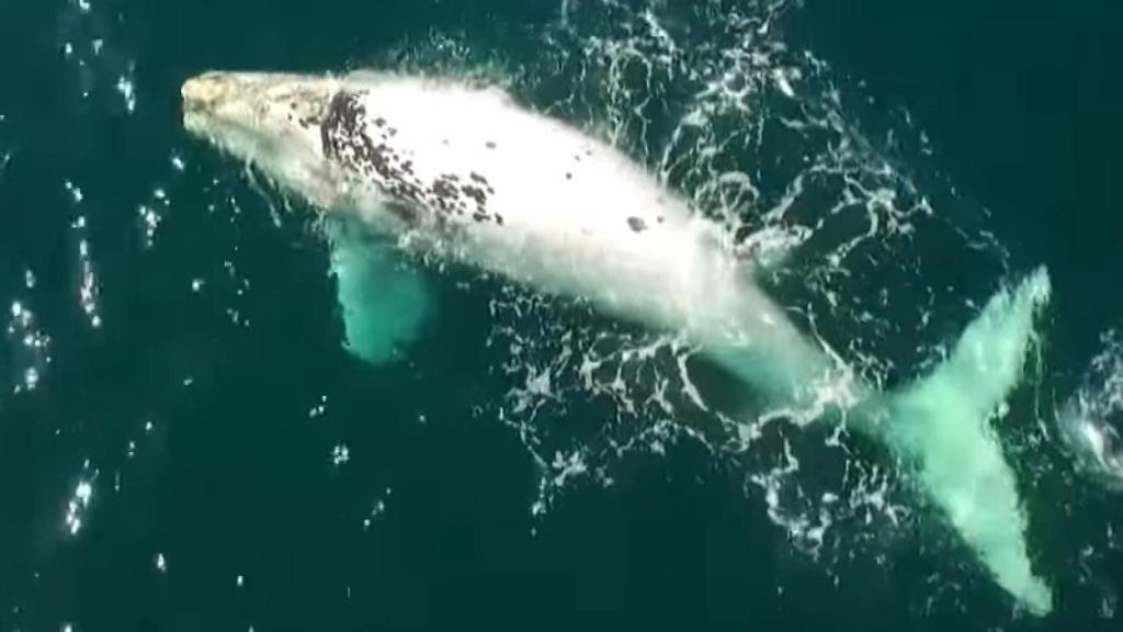 ballena albina 1