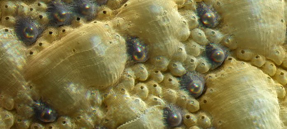 chitonarmadurasconsistemasópticos2