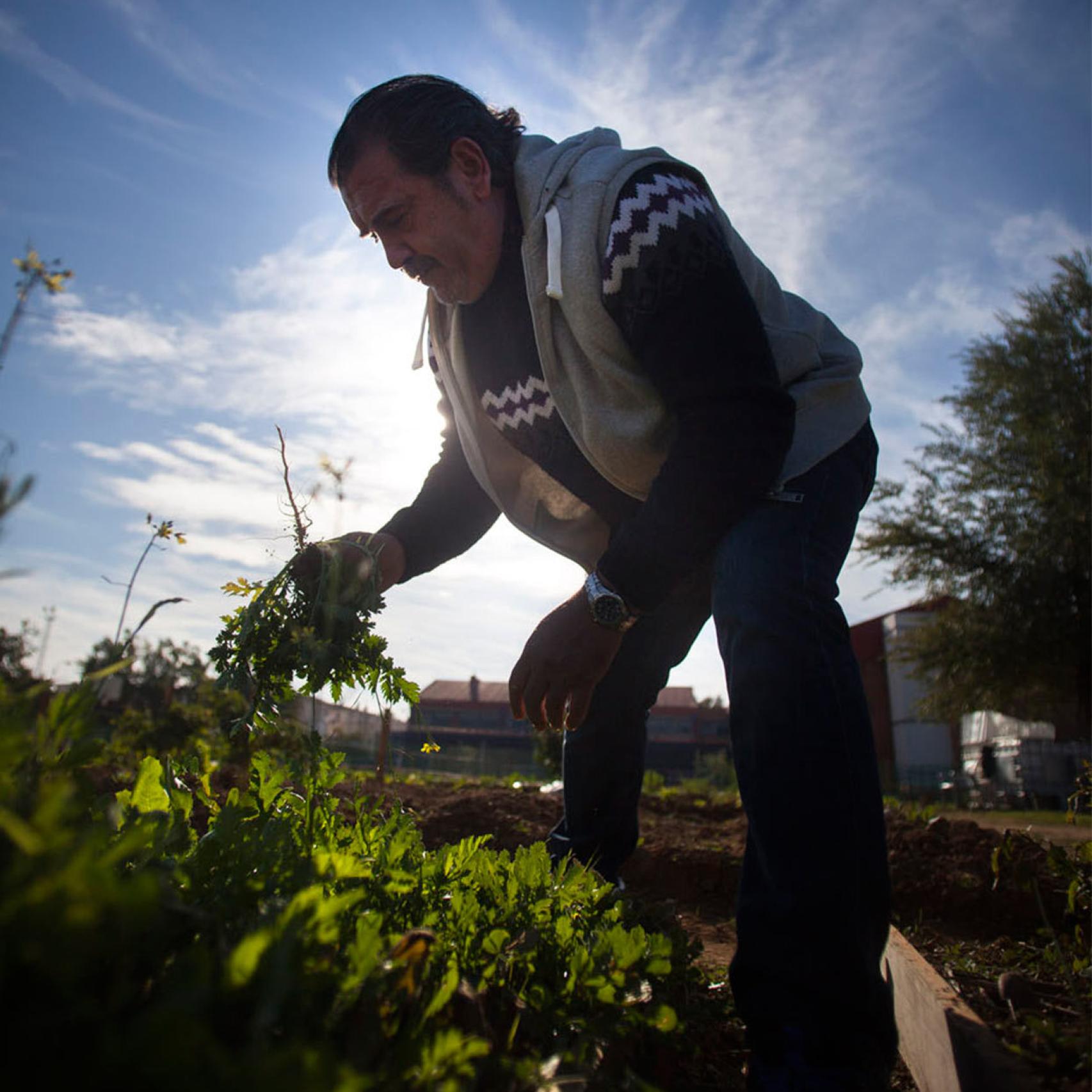 El huerto de las Tres Mil.