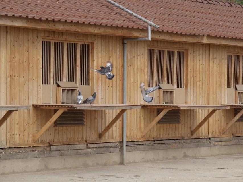 Palomar de Lorenzo Olarte en Canarias