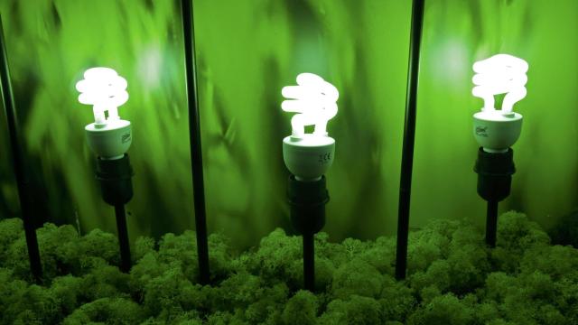 Bombillas de bajo consumo