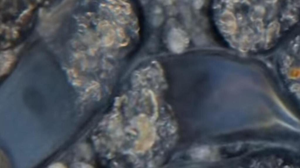 mundo microscopico 2