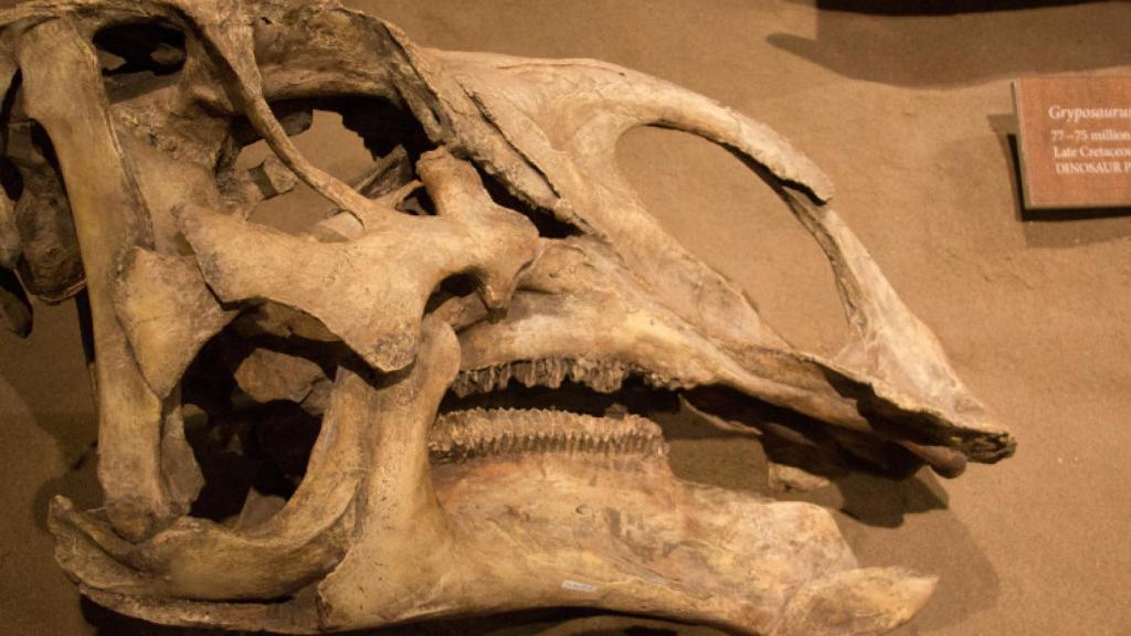 vasossanguíneosdedinosaurio1