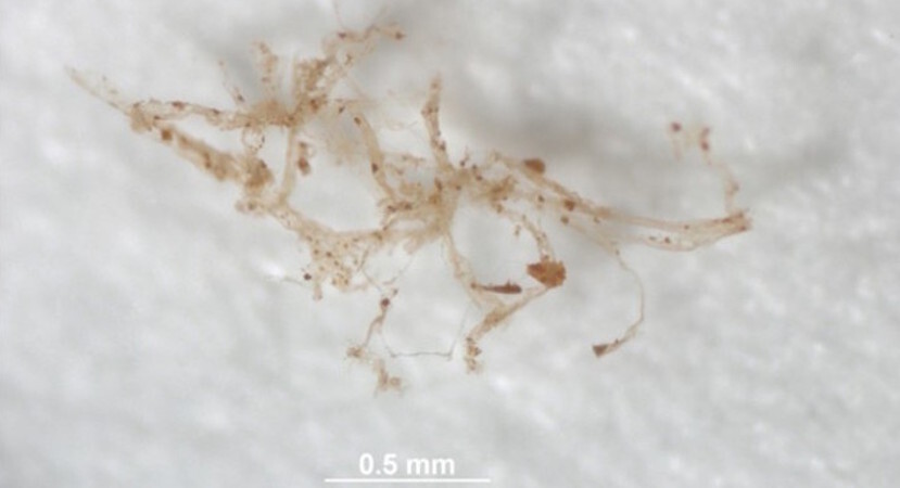 vasossanguíneosdedinosaurio2