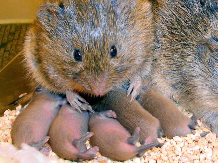 Existen topillos de la pradera muy familiares.