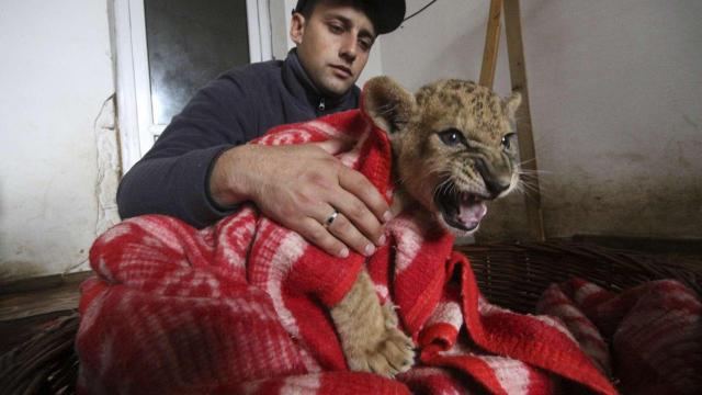 Un empleado cubre con una manta a un cachorro en el Safari Park Taigan