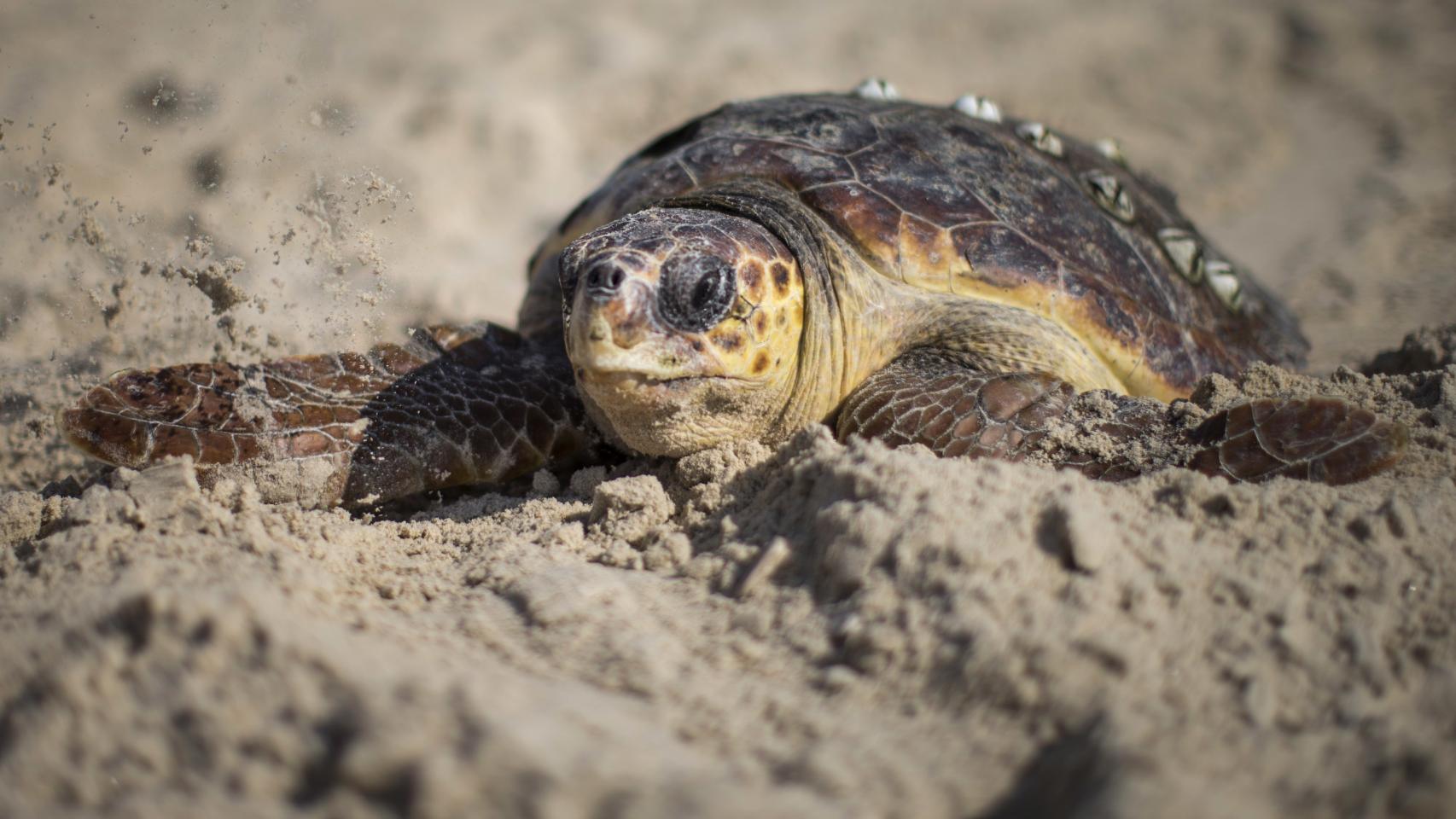Uno de los animales que puedes encontrar en el país. Getty Images