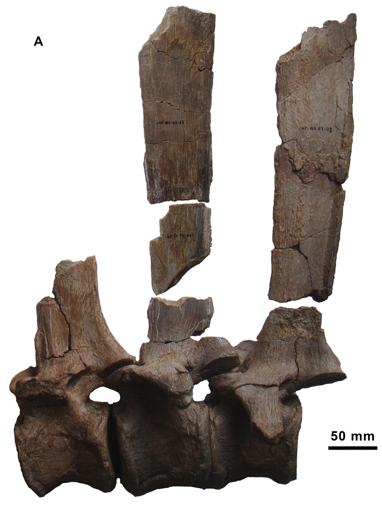 Espinas del Morelladon.