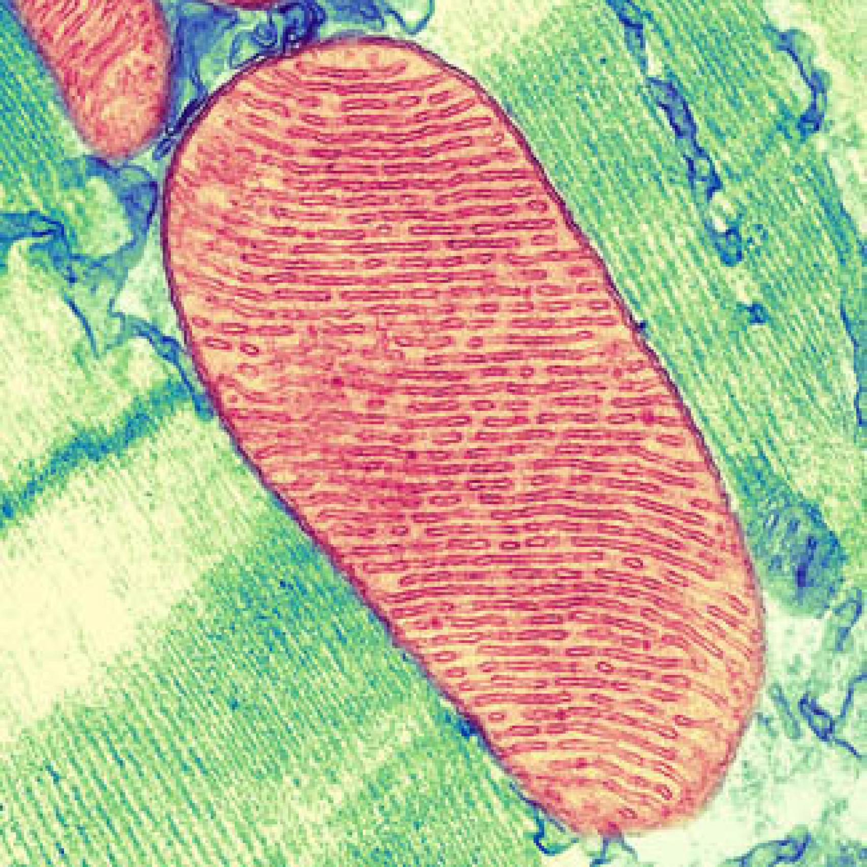 Imagen de una mitocondria.