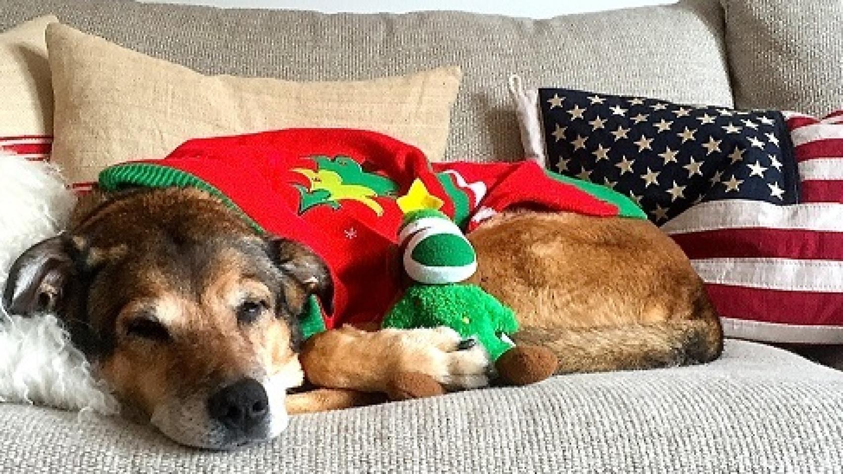 Kaki, la mascota de Galliussi,l el único perro con blog propio en Hola