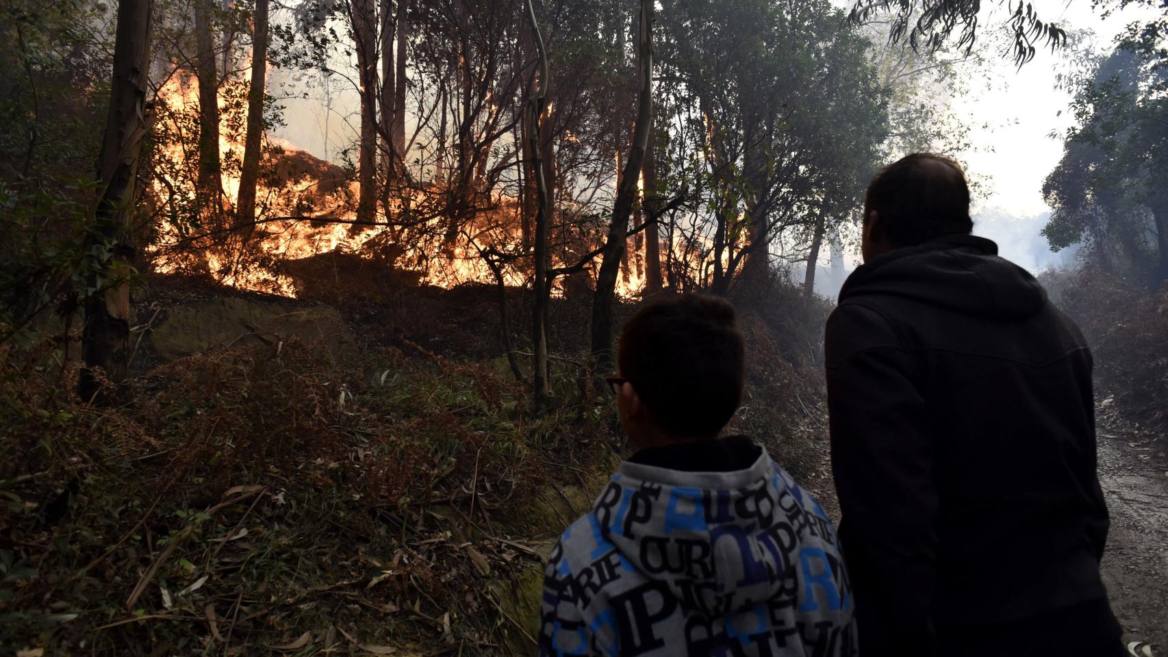 Llamas en Berango, Vizcaya.