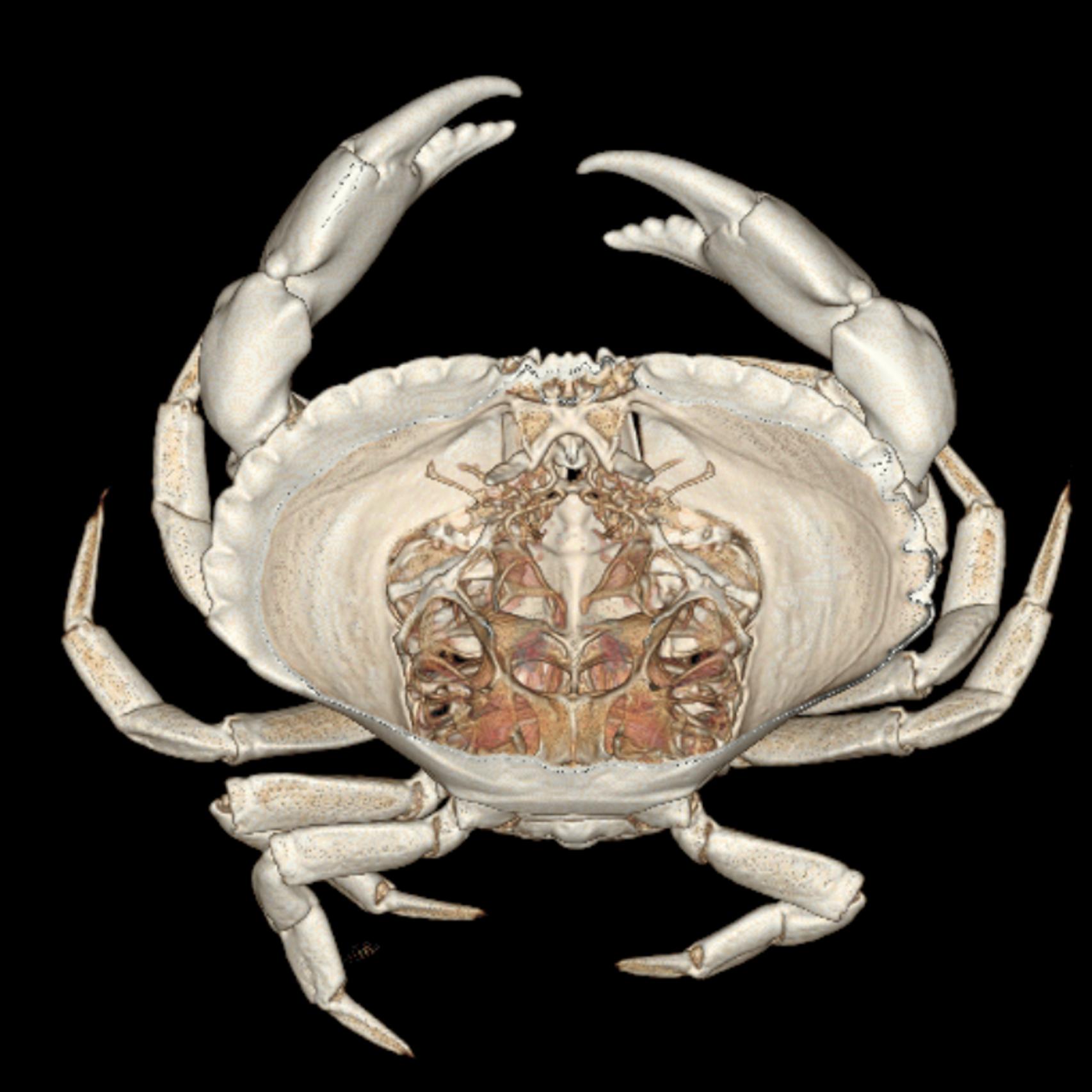 Uno de los objetos analizados, un centollo.