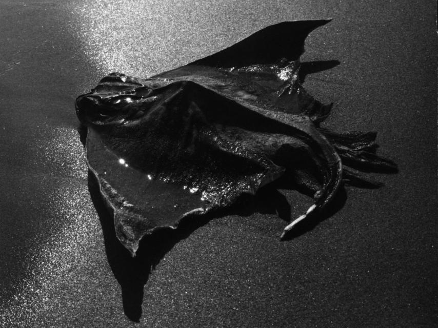 La poesía de su trabajo conquistaría al dramaturgo Jean Cocteau.