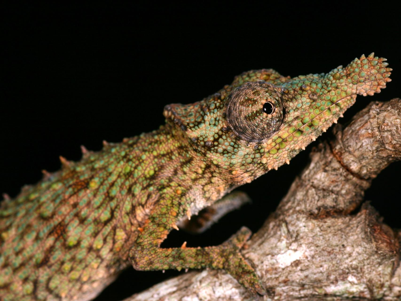 Un ejemplar de Rhampholeon spinosus.