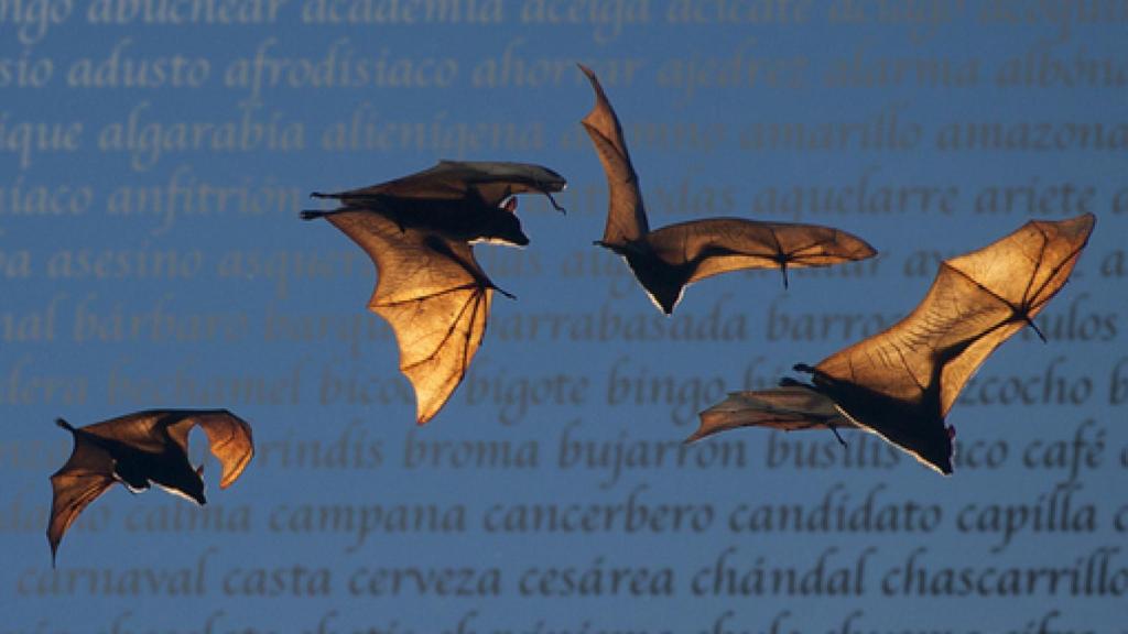 Image: El viaje del 'murciégalo' y otras curiosidades etimológicas