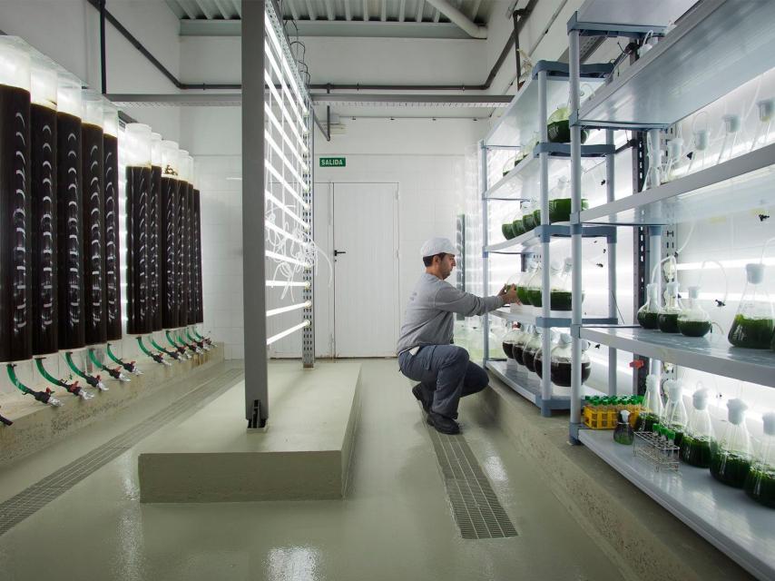 La fábrica de plancton.