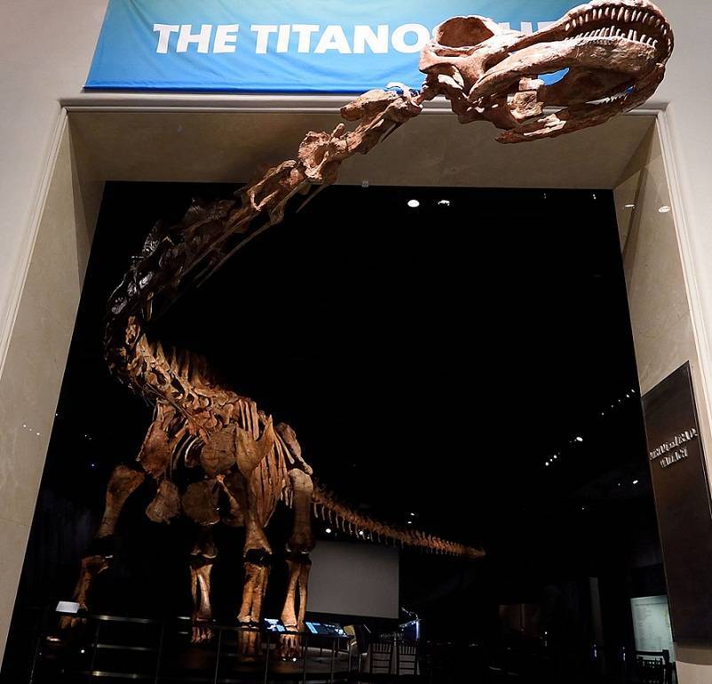 titanosaurio