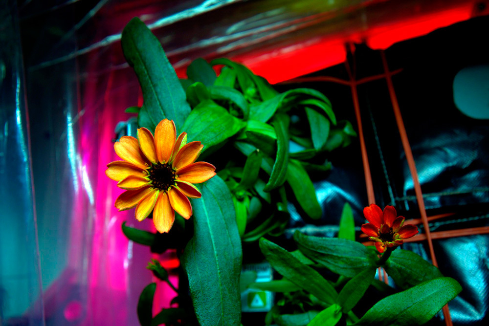 zinnia-espacio-cultivada