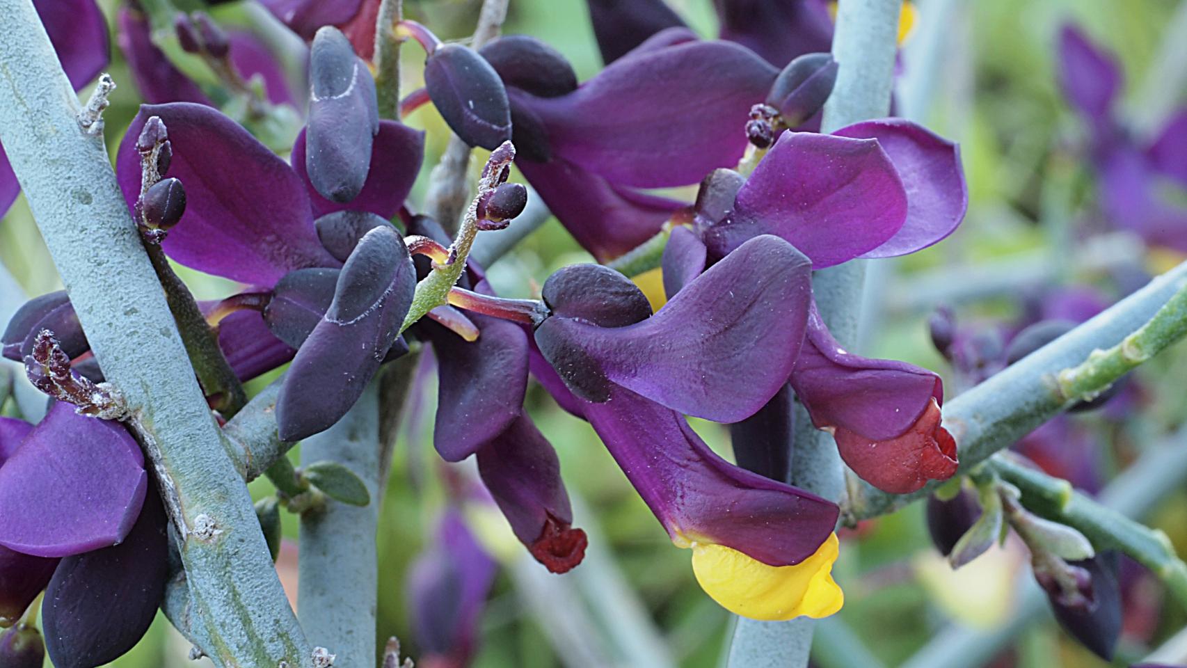 Un ejemplar de la planta Polygala balansae