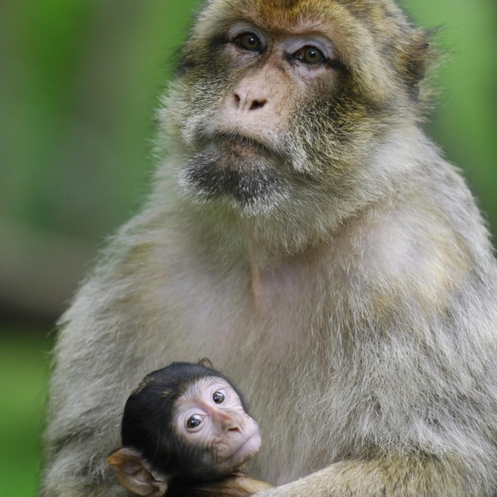 Una hembra de macaco con su bebé.