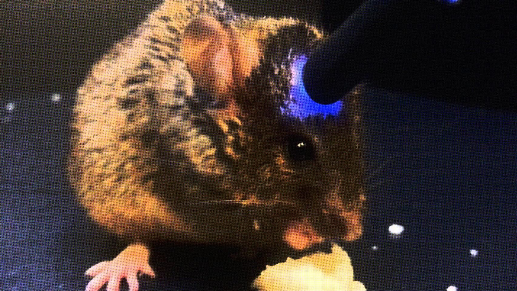 Un raton sobre el que se aplica optigenética.