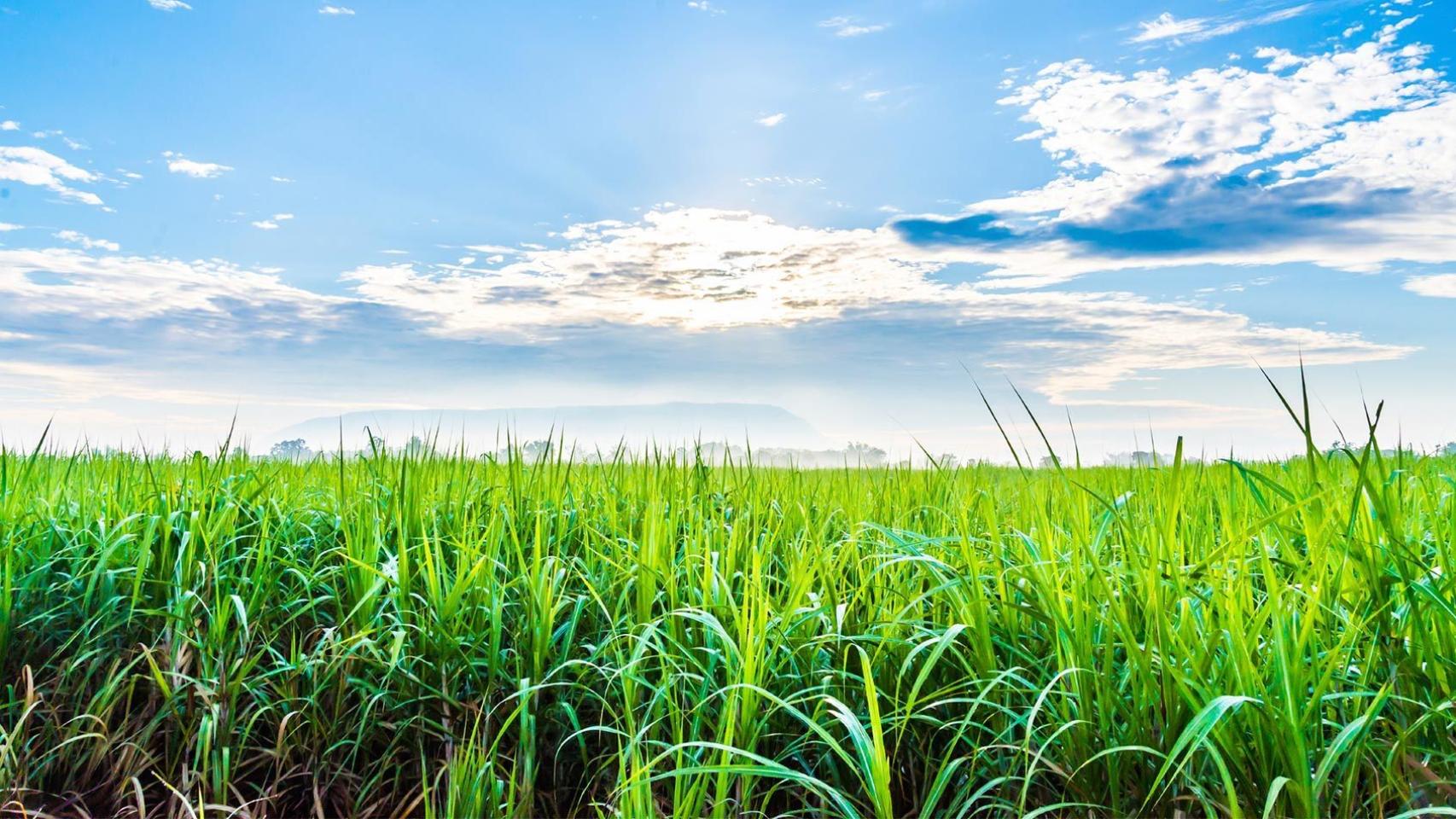 Plantación de caña de azúcar de la que se obtiene bioetanol