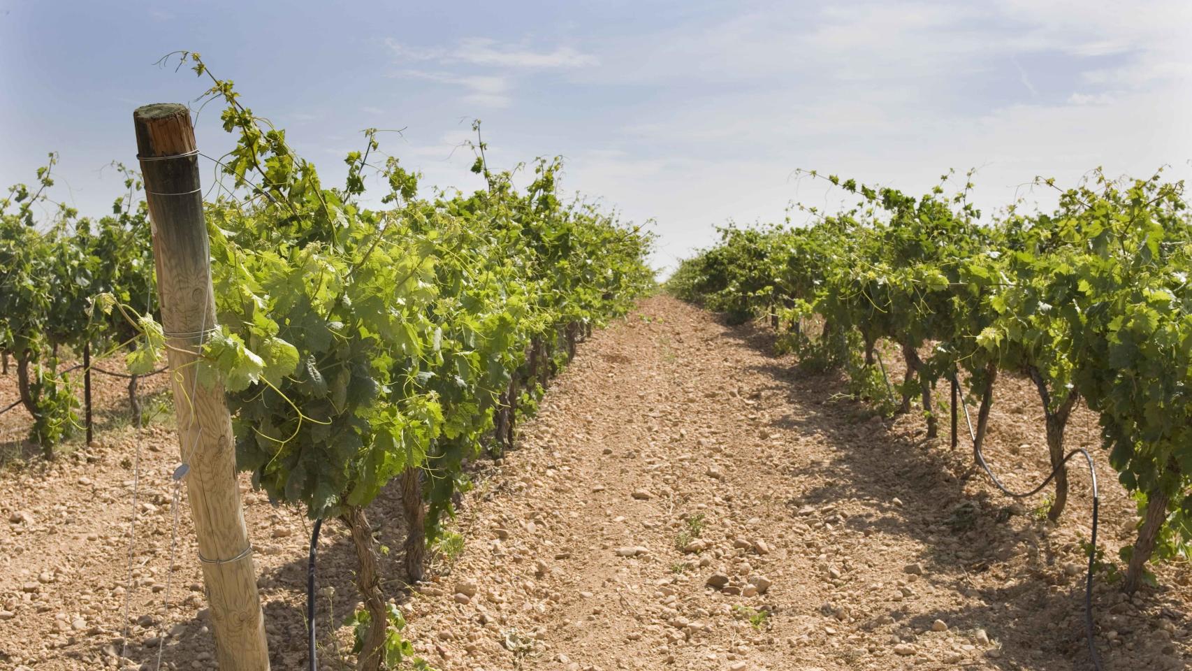 Viñedo del grupo Matarromera