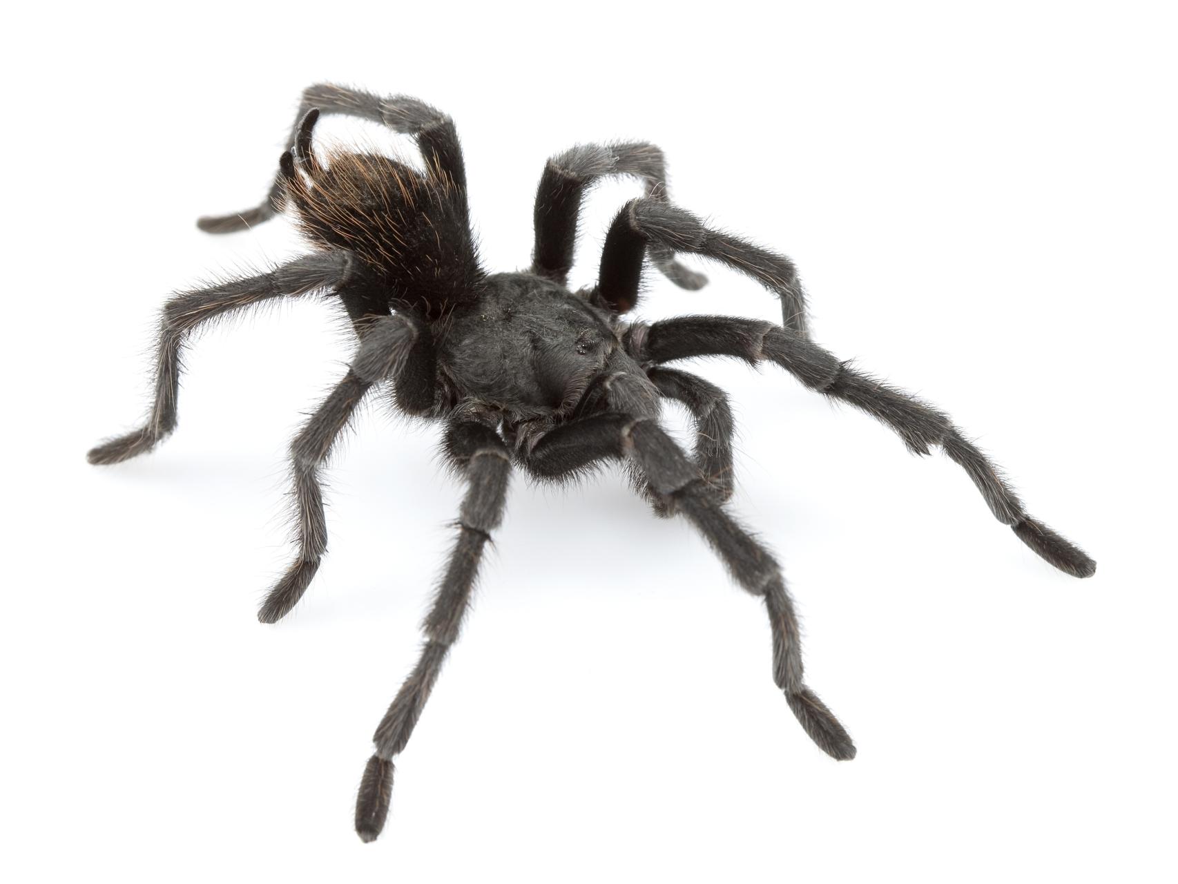Un ejemplar adulto de 'Aphonopelma johnnycashi'