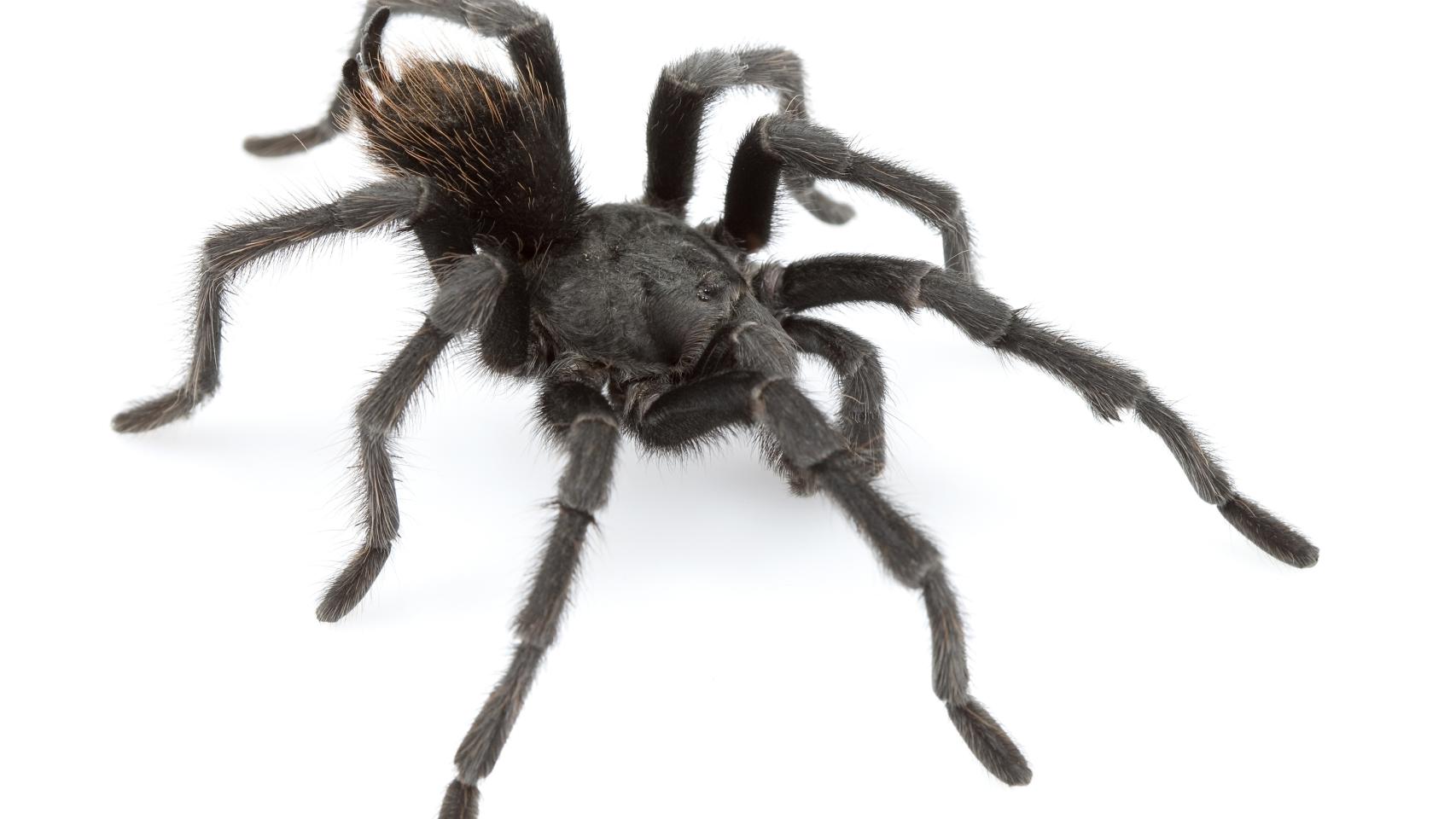 Un ejemplar adulto de 'Aphonopelma johnnycashi'