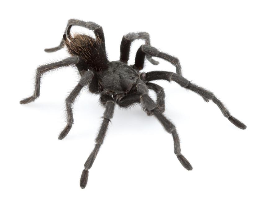 Un ejemplar adulto de 'Aphonopelma johnnycashi'