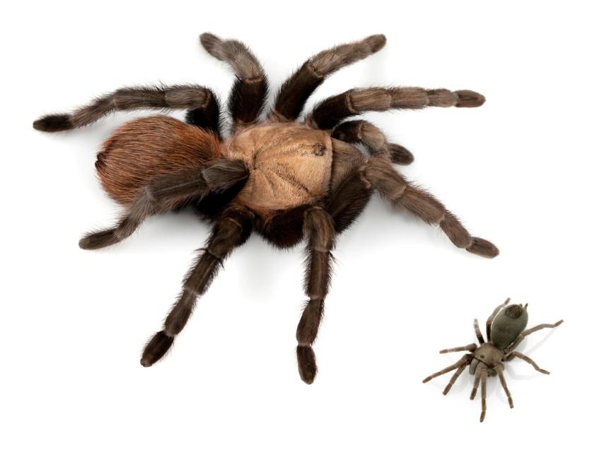 Comparación entre especies de tarántulas (Aphonopelma anax y Aphonopelma paloma) de EEUU