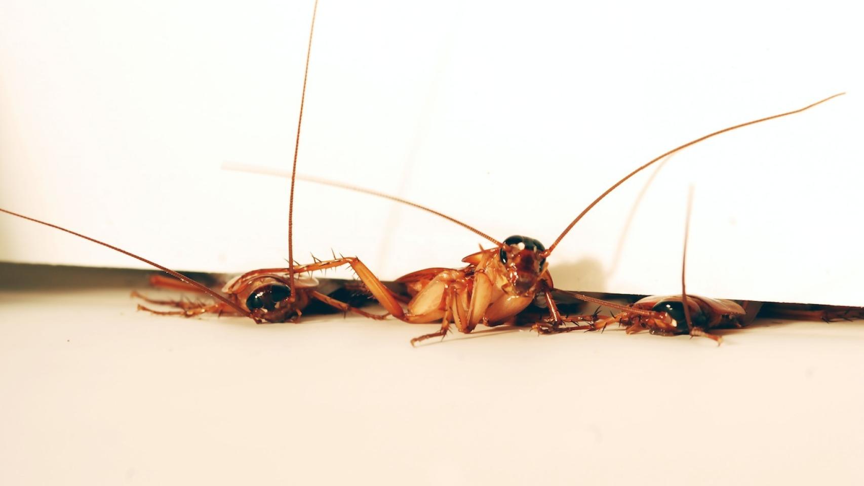 Su capacidad de adaptación al espacio es asombrosa.