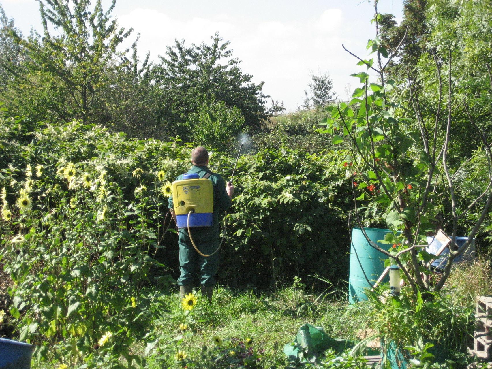 Un agricultor trata un cultivo de Fallopia japonica con glifosato.
