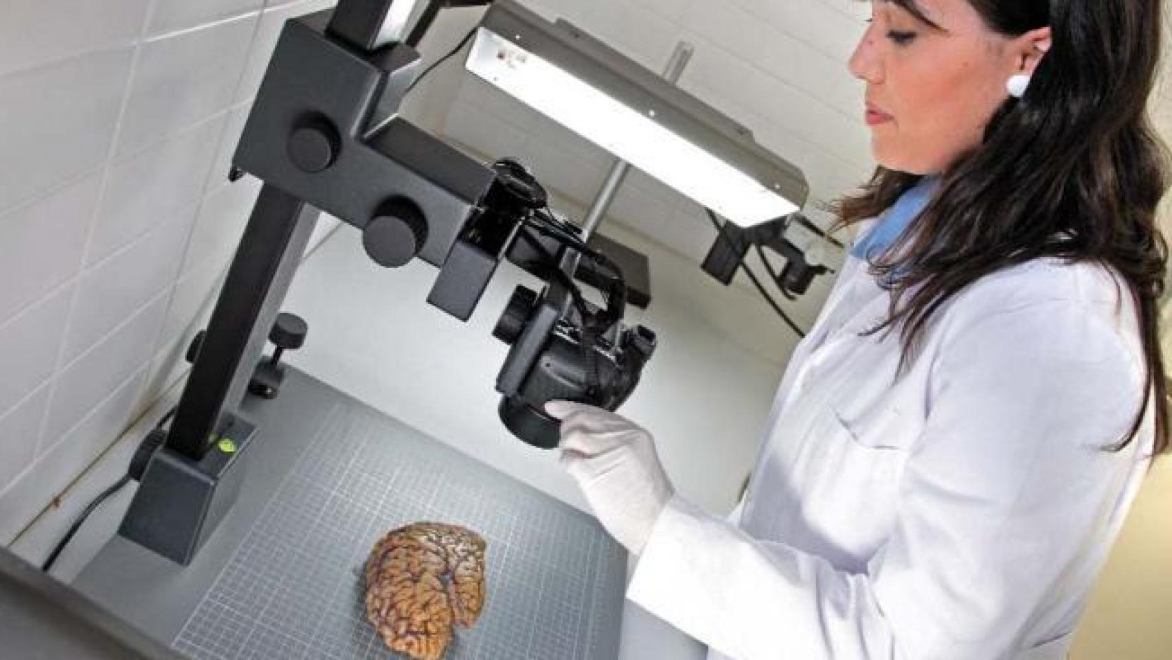 Trabajo en el banco de cerebros.