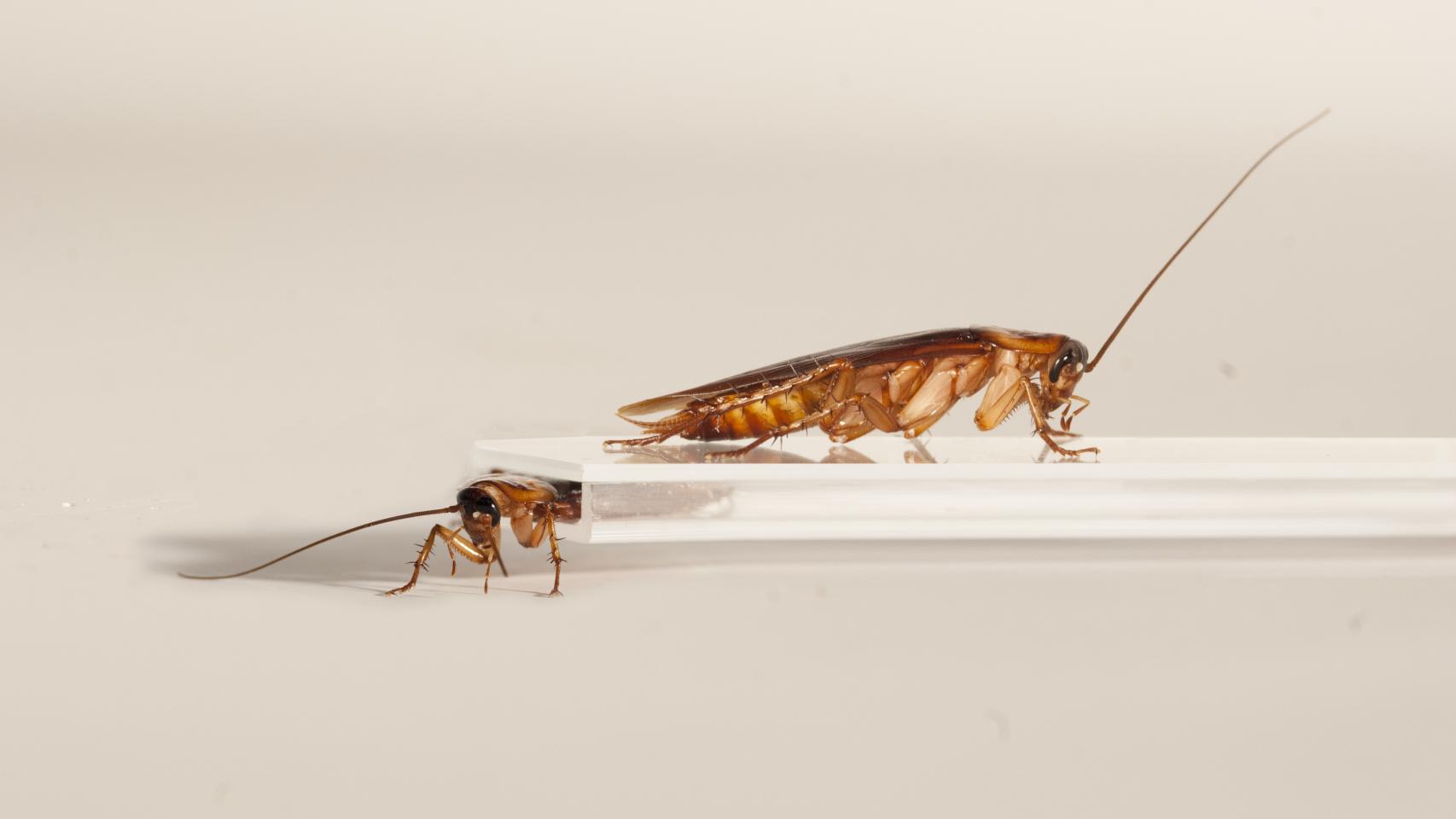 Las cucarachas, esos versátiles insectos.