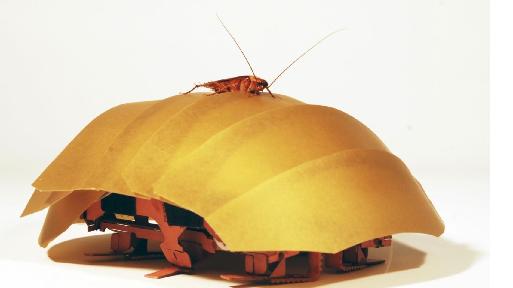 El robot con una de las cucarachas.