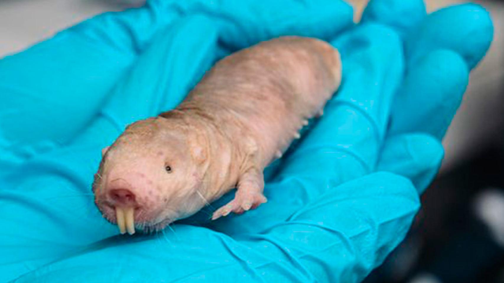 Un ratopín rasurado sobre la palma de la mano de una investigadora.