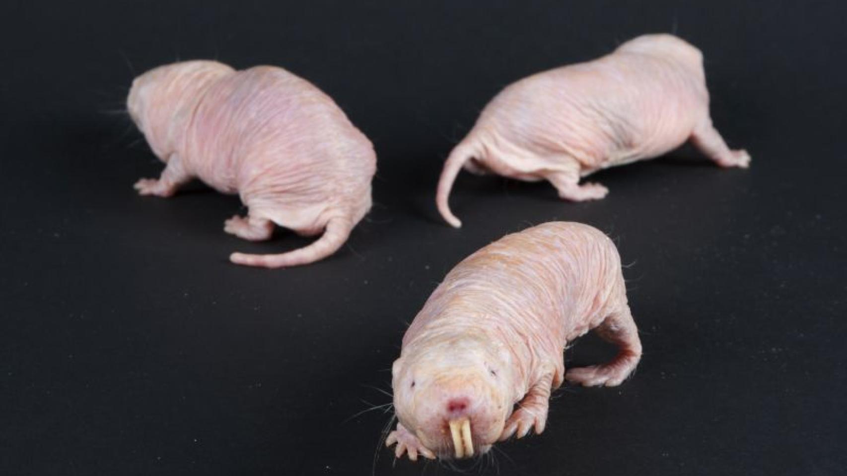 Rata topo desnuda (Heterocephalus glaber)