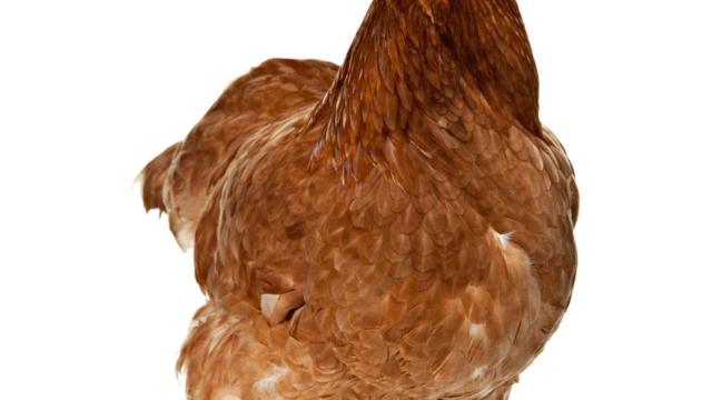 Ejemplar de pollo broiler