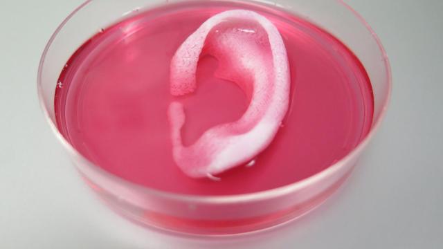 Cartílago impreso en forma de oreja.