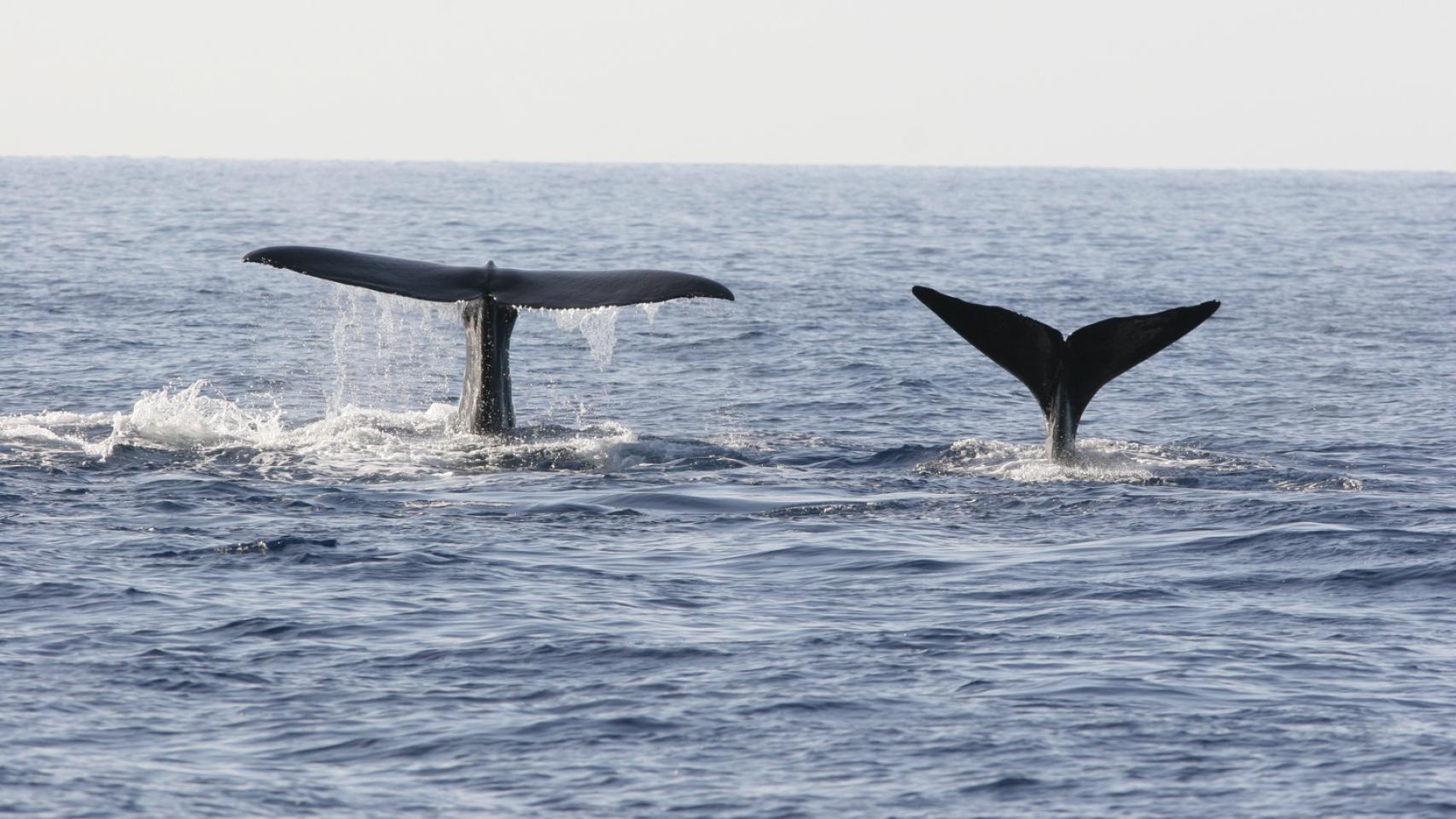 Estos magníficos animales podrían desaparecer.
