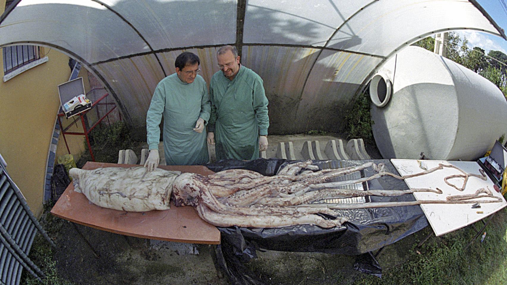 Imagen de un calamar gigante.