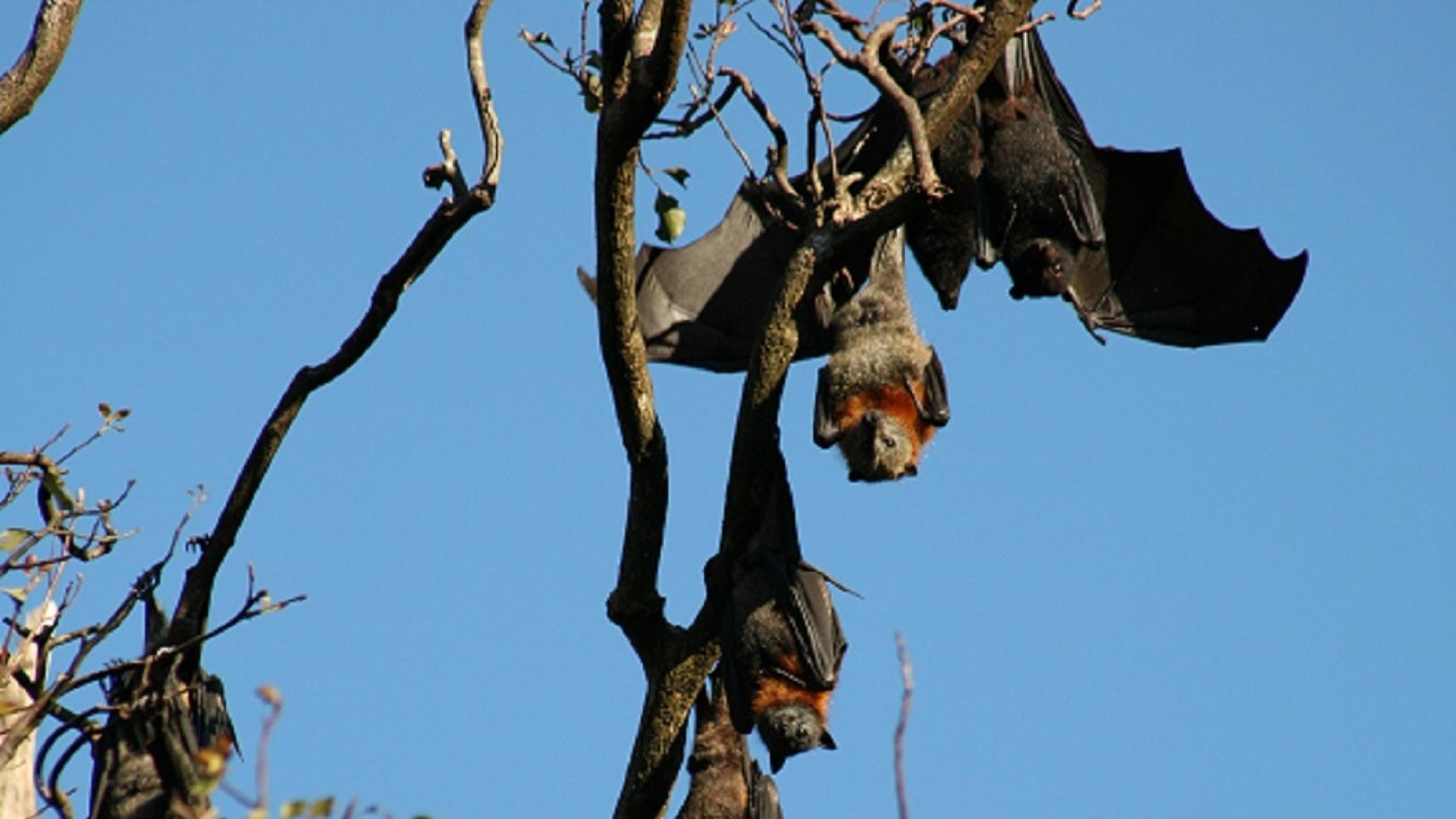 Ejemplares de murciélagos en Australia.
