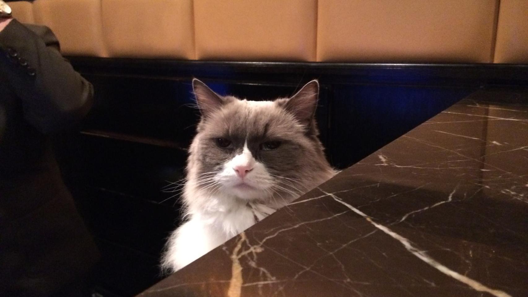 Matilda te saludará en la recepción del Hotel Algonquin