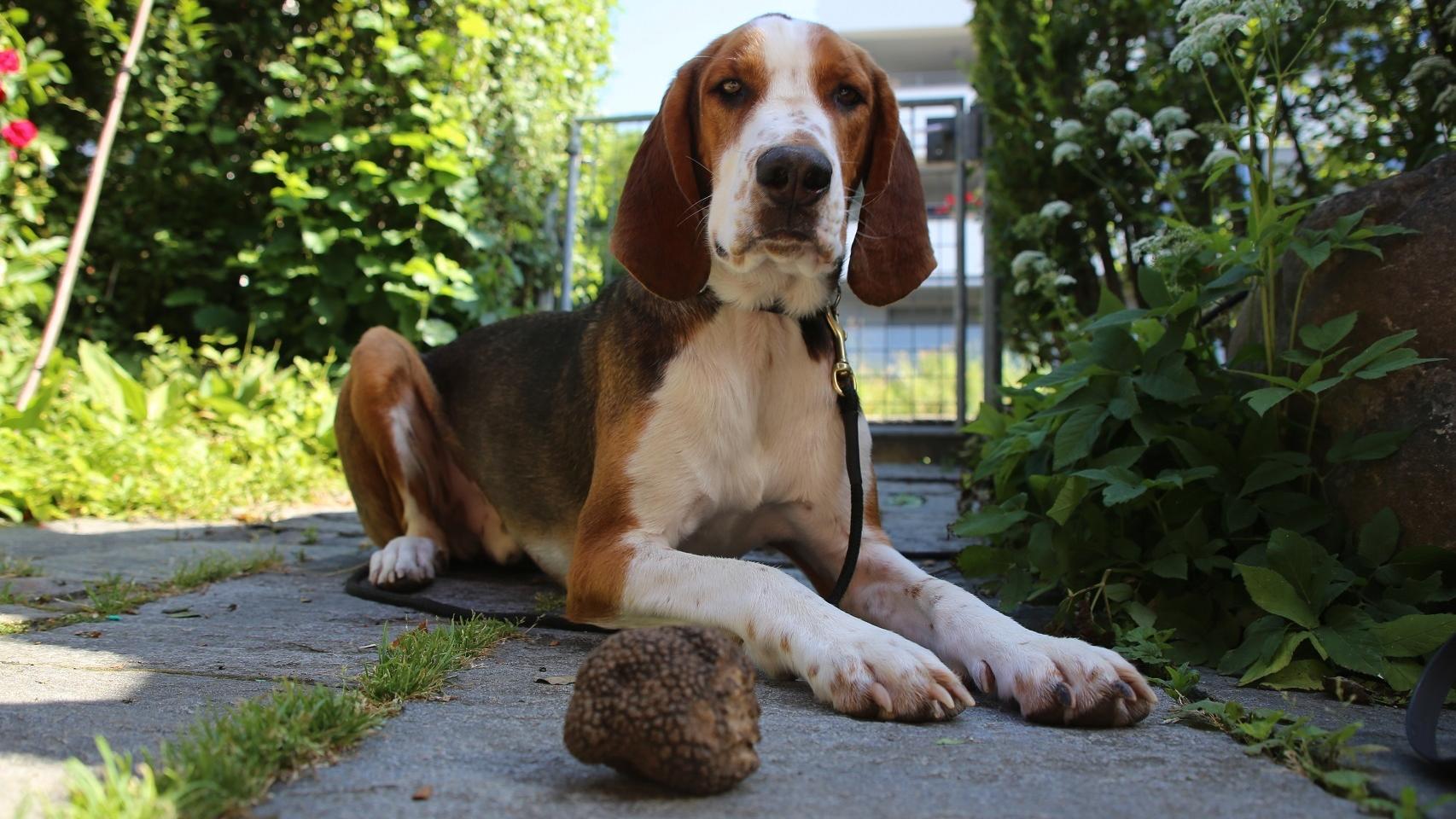 Miro, un perro entrenado para encontrar trufas.
